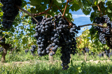 Vineyards near St. Emilion town, Bordeaux wine, Merlot or Cabernet Sauvignon grapes on cru class vineyards in Saint-Emilion wine making region, France, Bordeaux