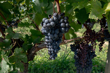 Vineyards near St. Emilion town, production of red Bordeaux wine, Merlot or Cabernet Sauvignon grapes on cru class vineyards in Saint-Emilion wine making region, France, Bordeaux