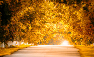 Autumn's Embrace: The Golden Canopy Along the Winding Road