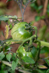Vine of tomato plant with many big ripening organic tomatoes vegetables in garden