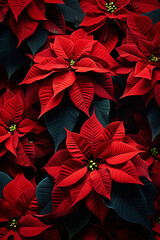 poinsettia, the Christmas star. festive background, backdrop. view from above. red flowers.