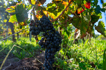 Fototapeta premium Merlot or Cabernet Sauvignon red wine grapes ready to harvest in Pomerol, Saint-Emilion wine making region, France, Bordeaux
