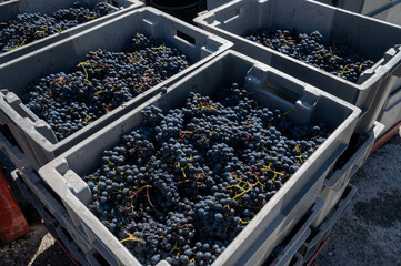 Plastic boxes with grapes, harvest works in Saint-Emilion wine making region on right bank of Bordeaux, picking, sorting with hands and crushing Merlot or Cabernet Sauvignon red wine grapes, France - obrazy, fototapety, plakaty