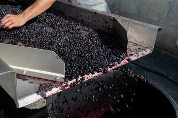 Sorting line, harvest works in Saint-Emilion wine making region on right bank of Bordeaux, picking,...