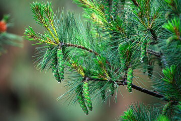 Nature's Ornaments: Pine Cones Adorning a Branch