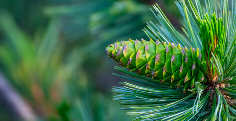 Symphony of Pine: Cones Nestled on a Branch