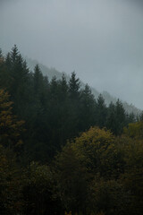 Autumn Rainy Forests, Slovakia, Europe
