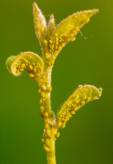Dance of Nature: Aphids Perform on a Rose Bud's Stage