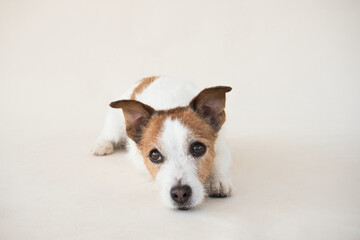 Portrait of a Jack Russell Terrier dog, studio setting captured. Attentive expression, brown and white fur detailed