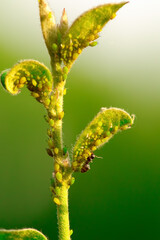 Tiny Intruders: The Microscopic Life on a Rose Bud