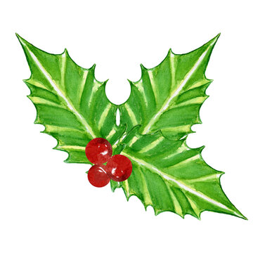 Hand-painted watercolor Christmas holly isolated on a white background. Perfect for Christmas and New Year decorations, and season greeting cards