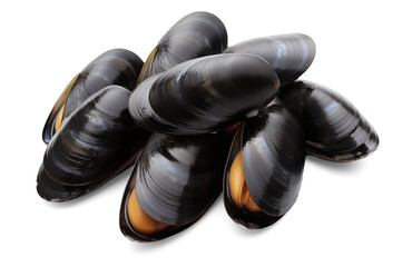 Fresh mussel isolated on transparent background, png