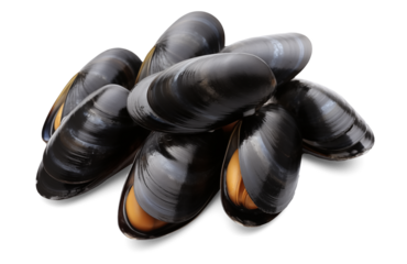 Fresh mussel isolated on transparent background, png