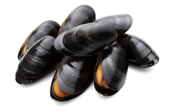 Fresh mussel isolated on transparent background, png