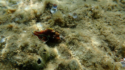 Fototapeta na wymiar Sea snail Tarentine spindle snail (Tarantinaea lignaria) underwater, Aegean Sea, Greece, Halkidiki