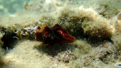 Sea snail Tarentine spindle snail (Tarantinaea lignaria) underwater, Aegean Sea, Greece, Halkidiki