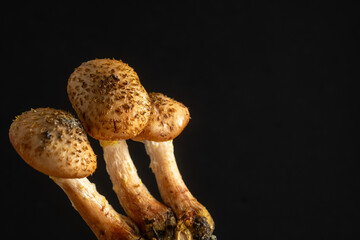 young honey mushrooms on an black background. Blur and selective focus.