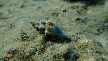 Sea snail Tarentine spindle snail (Tarantinaea lignaria) underwater, Aegean Sea, Greece, Halkidiki