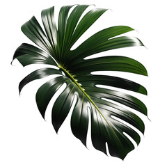 Folha de costela-de-adão. Palmeira tropical de costela-de-adão em fundo branco ou sem fundo, transparente, png.