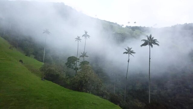 Aerial drone footage of foggy wax palm trees in Cocora Valley, Colombia. Drone shoot of Wax Palm Trees in Valle de Cocora, Quindio, Los Nevados National Park near Salento. Flying through misty wax