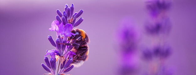 Winged Visitor: A Bumblebee Sips Nectar from a Lavender Bloom