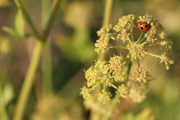 Ladybug beetle standing on an umbelliferous flower collecting pollen