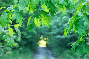 Whispers of Autumn: A Close-Up of Fresh Oak Leaves in Artful Blur