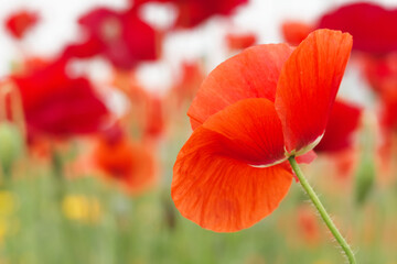 Fototapeta premium Bright red wild poppies are blooming in the summer field.