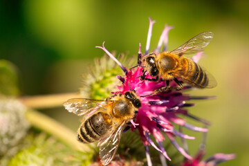 Floral Fascination: Witnessing the Intricate Beauty of a Bee on Burdock