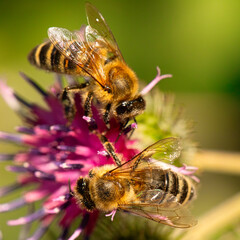 Bee Ballet: Exploring the Intricacies of Pollination on Burdock
