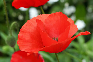 Bright red poppies are blooming in summer garden in foliage.