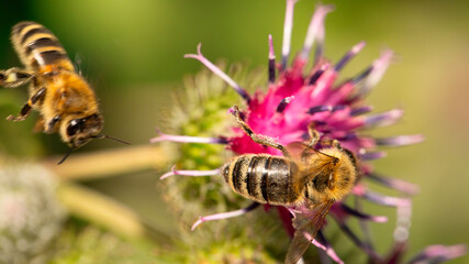 Bee Bliss: Capturing the Beauty of Pollination on Burdock in Detail