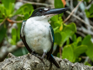 Torresian Kingfisher in Queensland Australia