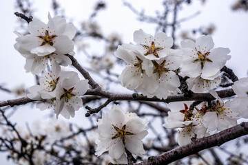 Almond blossom
