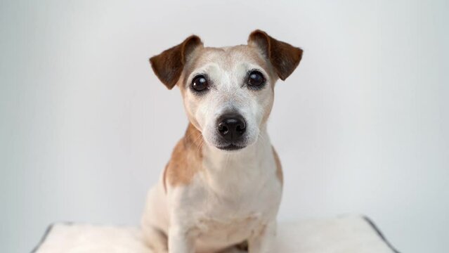 Cute small white senior dog with big eyes and nose looks attentively at camera with interest and turns his head with curiosity.  Pet theme content emotions elderly 12 years old dog