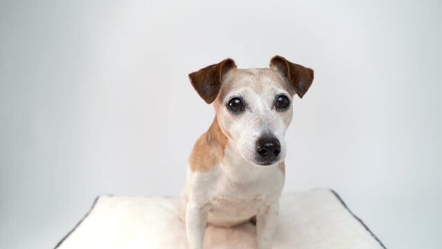 dog sits on white pillow on white background in studio. looks intensely attentively and anxiously into the camera. Pet theme video footage. Adorable dog eyes of senior elder Jack Russell terrier