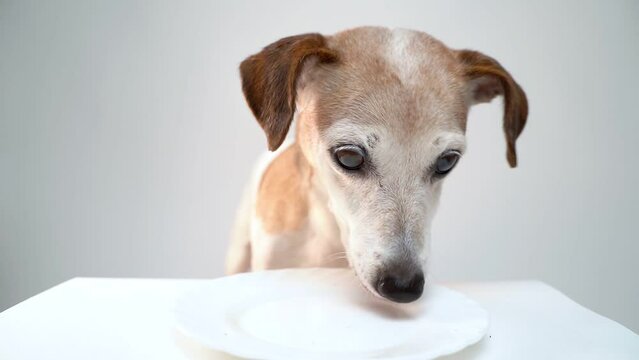 Dog eating dry dog food from small white plate. Close up video footage. 