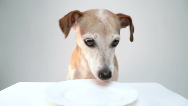 Dog eating just one small piece of dry dog food. Slow motion video footage. looks dissatisfied, looking for more food
