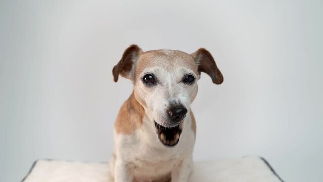 Dog licking lips in anticipation of delicious food treat for lunch. Slow motion video footage. Adorable senior dog Jack Russell terrier looking at camera on white background. 