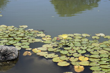 Obraz na płótnie Canvas flor acuatica