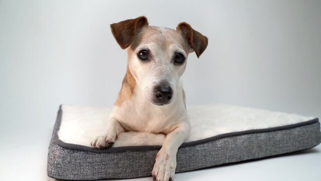 Dog lying down on pet fluffy bed. Relaxing on comfortable white sofa. Slow motion video footage. Senior elderly 12 years old dog with clever eyes looking at camera