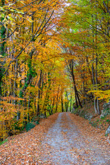 Obraz premium Country road in the woods