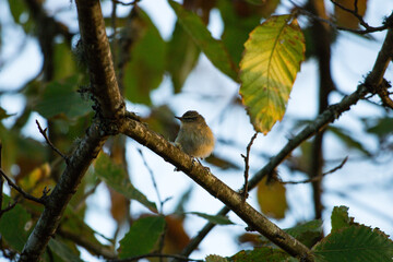 Mosquitero común 