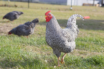 Dominuqe chicken rooster with two hens