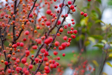 Autumn little wild apples close-up. selective focus. autumn landscape.