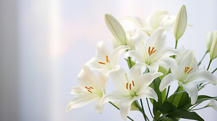 Fototapeta na wymiar Beautiful white lilies on light background, symbol of gentleness, purity and virtue. closeup