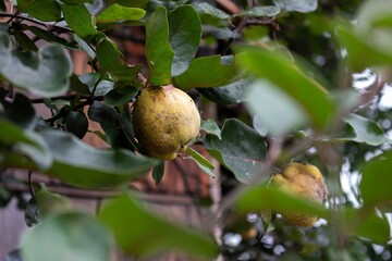 fruit is growing on the tree near a building in the area