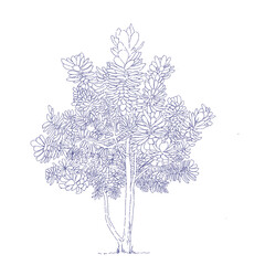 Balsam Apple Tree, Copey Tree, Scotch-Attorney Tree,  Clusia rosea Jacq. Drawing - obrazy, fototapety, plakaty