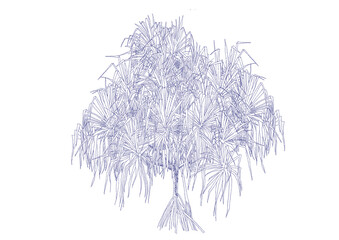 Seashore screwpine Tree, Pandanus tectorius Drawing