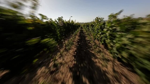 The FPV drone flies over the vineyard between the beds of vines against the background of green hills and green sky. High quality 4k footage 